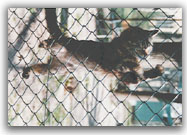 Gli attuali abitanti - 1998