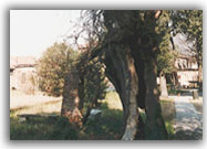 Particolare del parco - 1998
