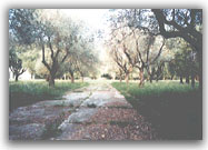 L'uliveto, unico in laguna - 1998