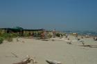 Clicca per visualizzare l'immagine alberoni spiaggia6.jpg ad alta risoluzione