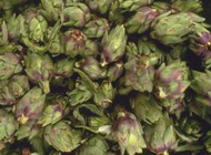 Carciofi